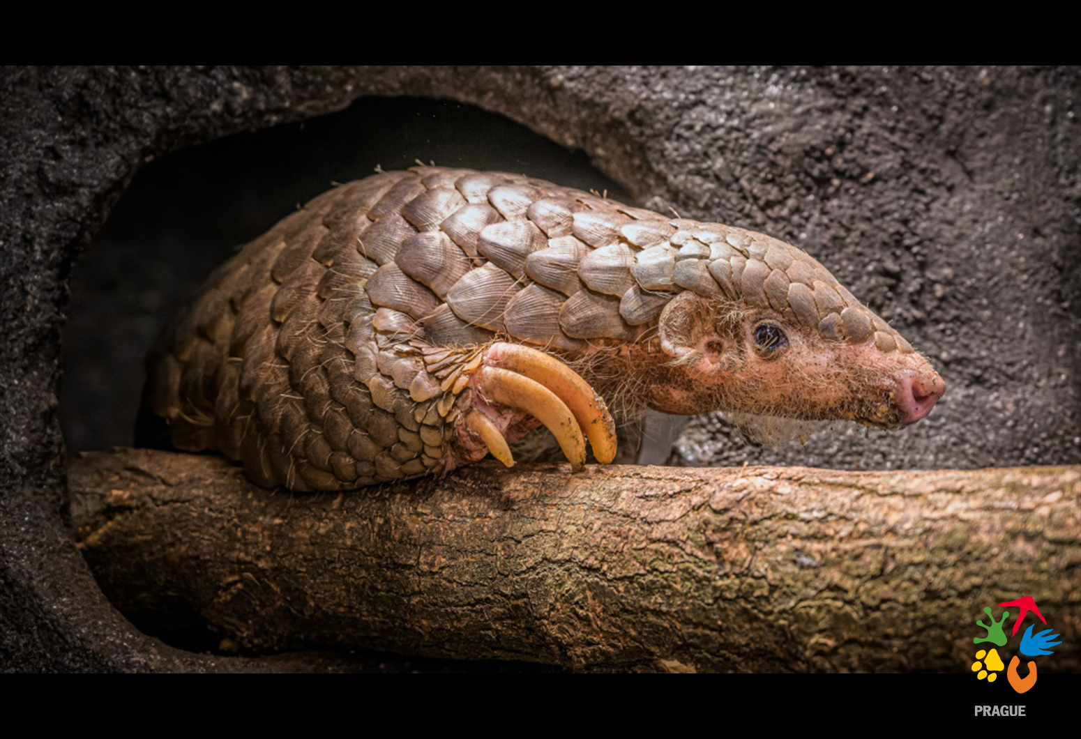 Apollo is a proud donor of Pangolins in Prague Zoo!