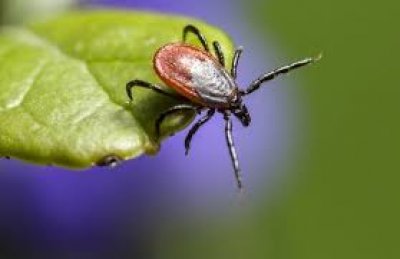 Začíná jaro - sezóna pro klíšťata | DUOLIFE.cz